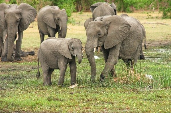 groupe d'éléphants