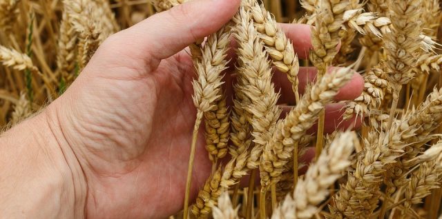 Réussir la culture de blé