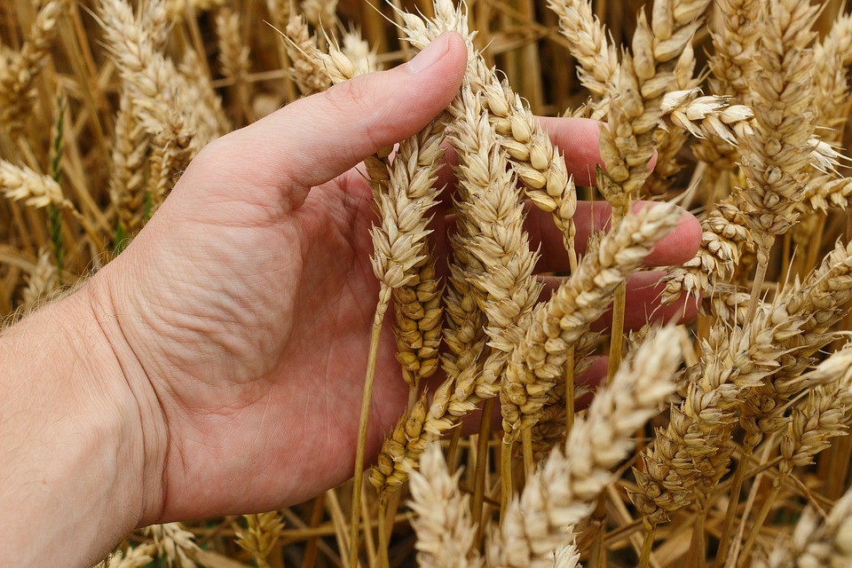 Réussir la culture de blé