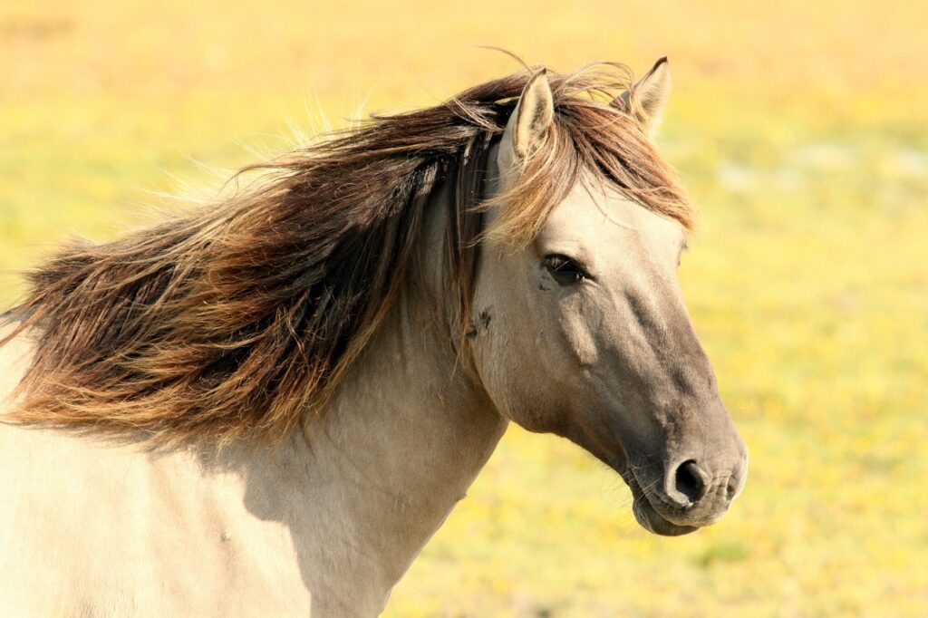 découvrez notre service de pension pour chevaux, offrant des installations de qualité et des soins attentionnés. que vous soyez propriétaire d'un cheval de loisir ou de compétition, nous garantissons un environnement sûr et enrichissant pour votre compagnon équin.