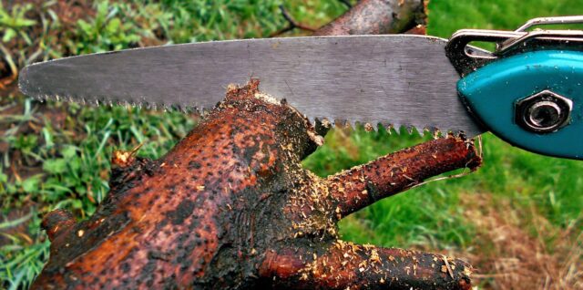 découvrez les meilleures techniques d'élagage pour entretenir vos arbres et arbustes, favoriser leur croissance et préserver leur santé.